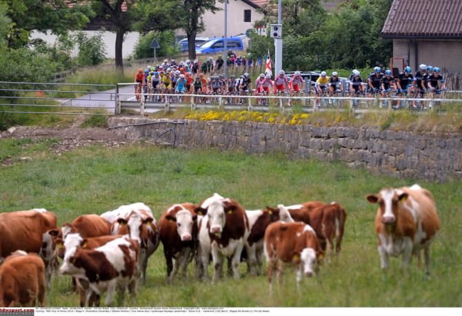 The Swiss cows on show