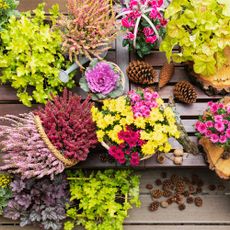 potted fall flowers and pinecones on table