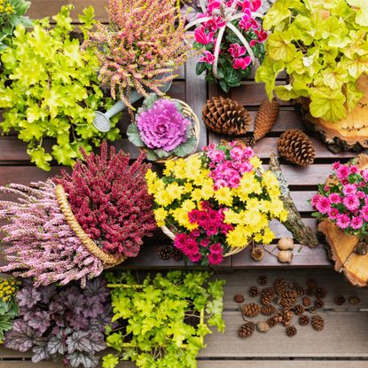 potted fall flowers and pinecones on table