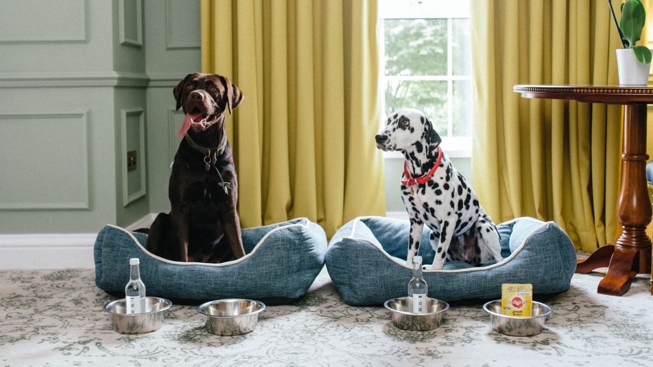 Dogs at The Four Seasons in Hampshire