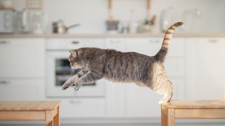 cat jumping in the home