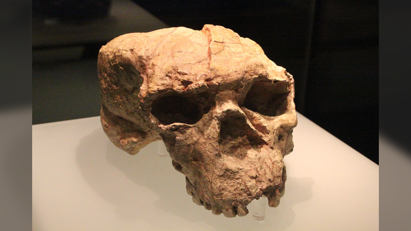 an ancient human-like skull that has been partly squashed