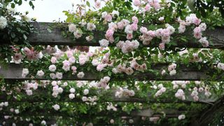 Pink climbing polyantha rose growing on a wooden pergola