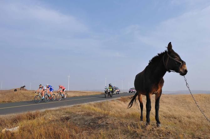 The escapees fail to attract the attention of a local donkey