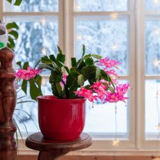 Potted Christmas cactus in front of a snowy window