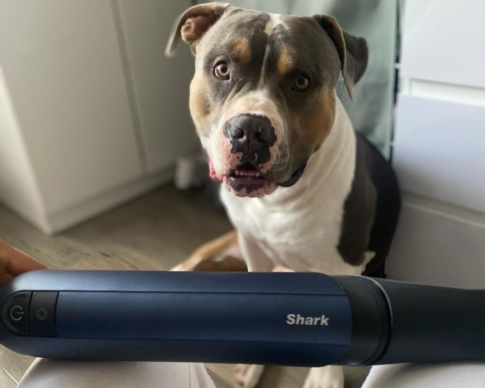 Shark Wandvac Power Pet Cordless Handheld Vacuum Review Real Homes