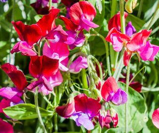 Close up photograph of pink sweet pea flowers