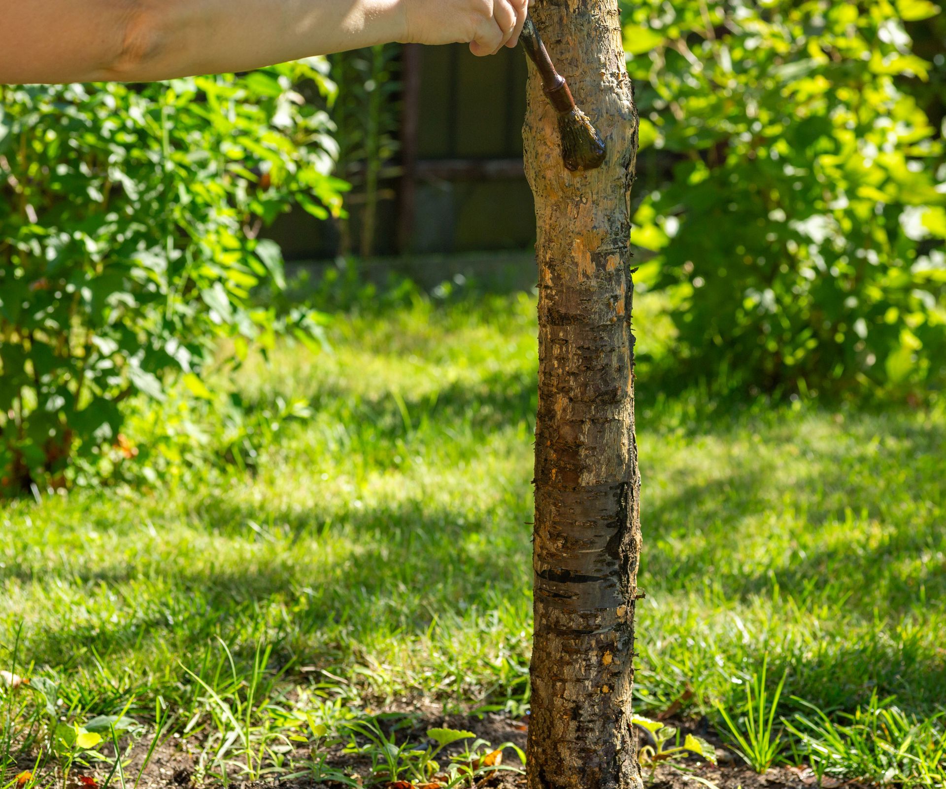 sealant being brushed onto trunk of tree in yard