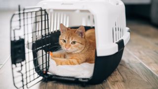 Ginger cat in carrier