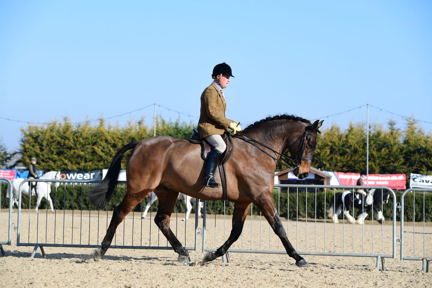 HorseNo144_Showing_PN19_2767_272076191_465343851-e1551345913272.jpg