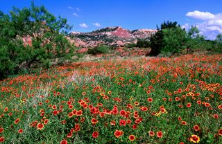 Indian Blanket wildflower meadow, Palo Duro Canyon State Park, Amarillo, TX