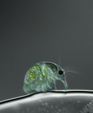 Water flea wins 10th in the Nikon Small World competition 2011.