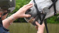 A vet wearing a hat parts a horse's lips to see its teeth The horse is wearing a bit and bridle.