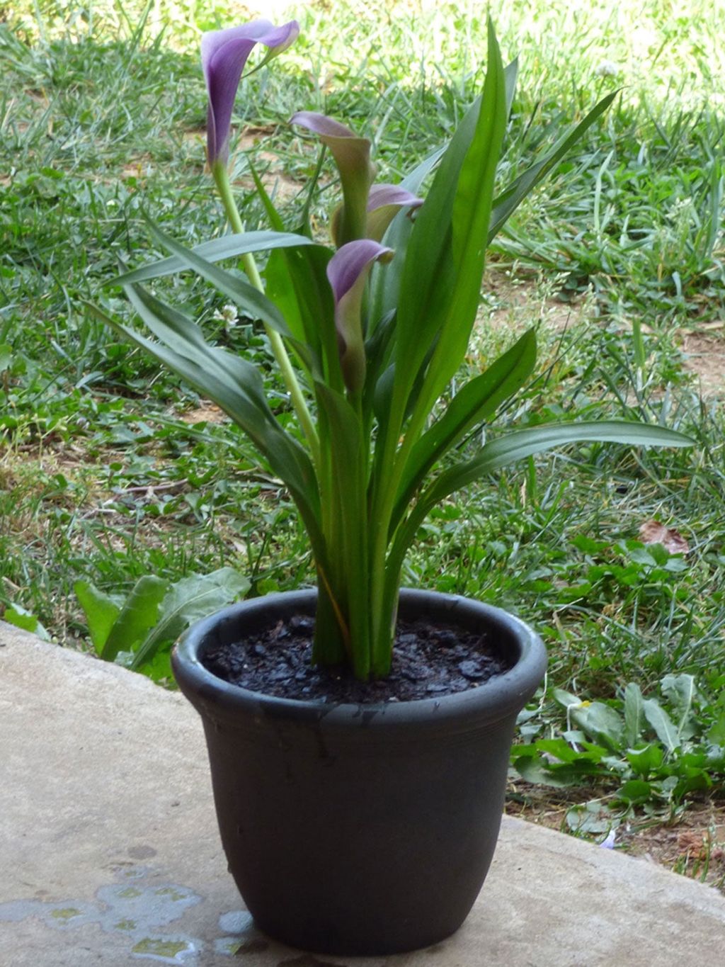 Keeping Potted Calla Lily Plants - How To Grow Calla Lilies In A ...