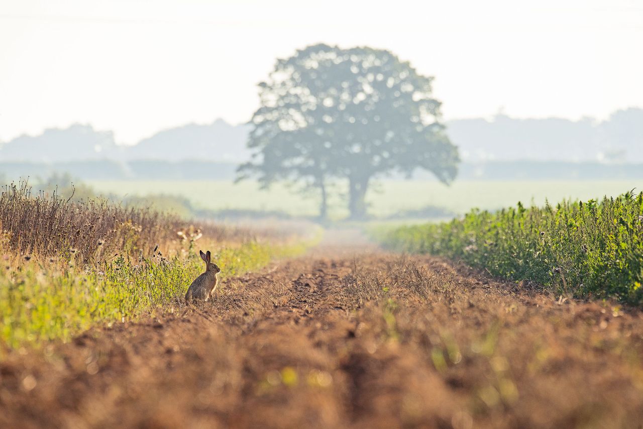 The Sandringham Estate, Norfolk. Photo by Simon buck for Country Life.