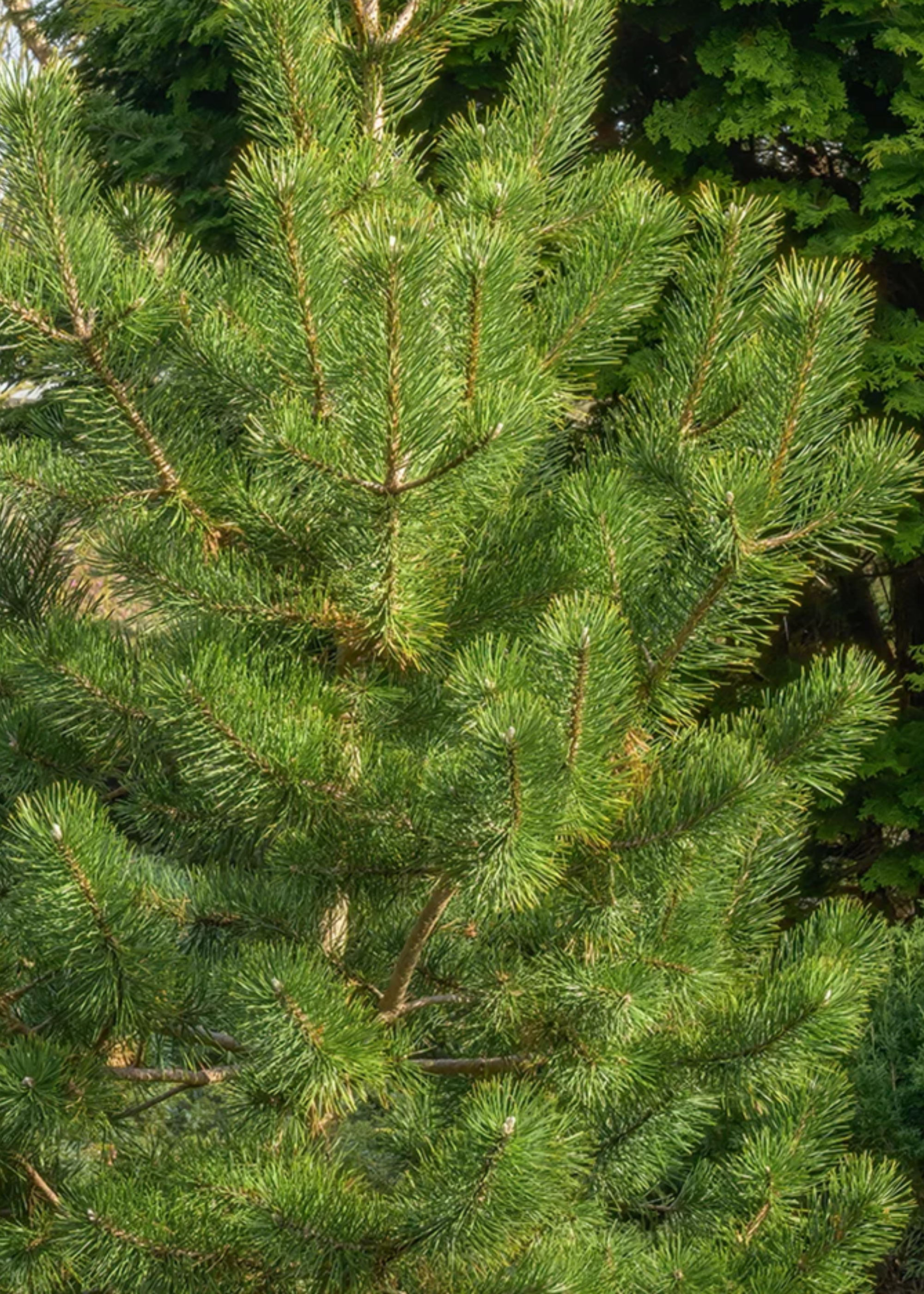 A Japanese black pine tree