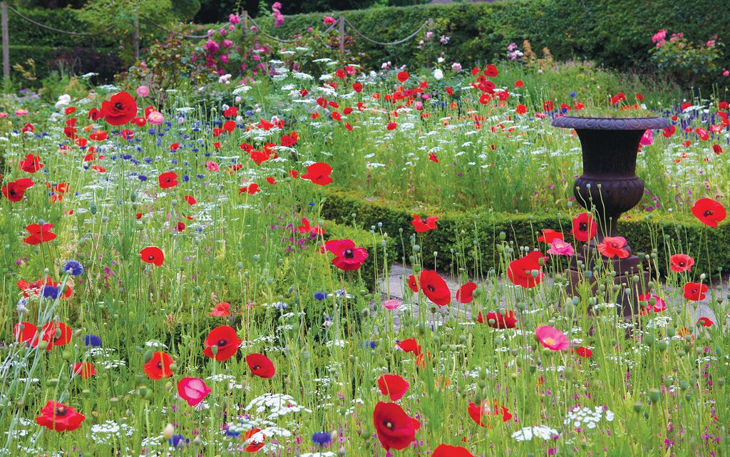 What to plant in November the best veg and flowers to grow Homes