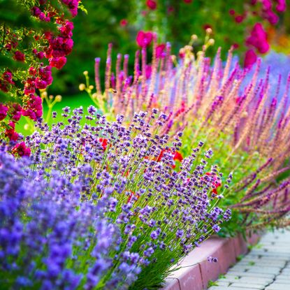 low-maintenance border full of bright flowers
