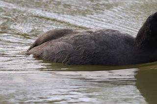 Coot swimming on a lake