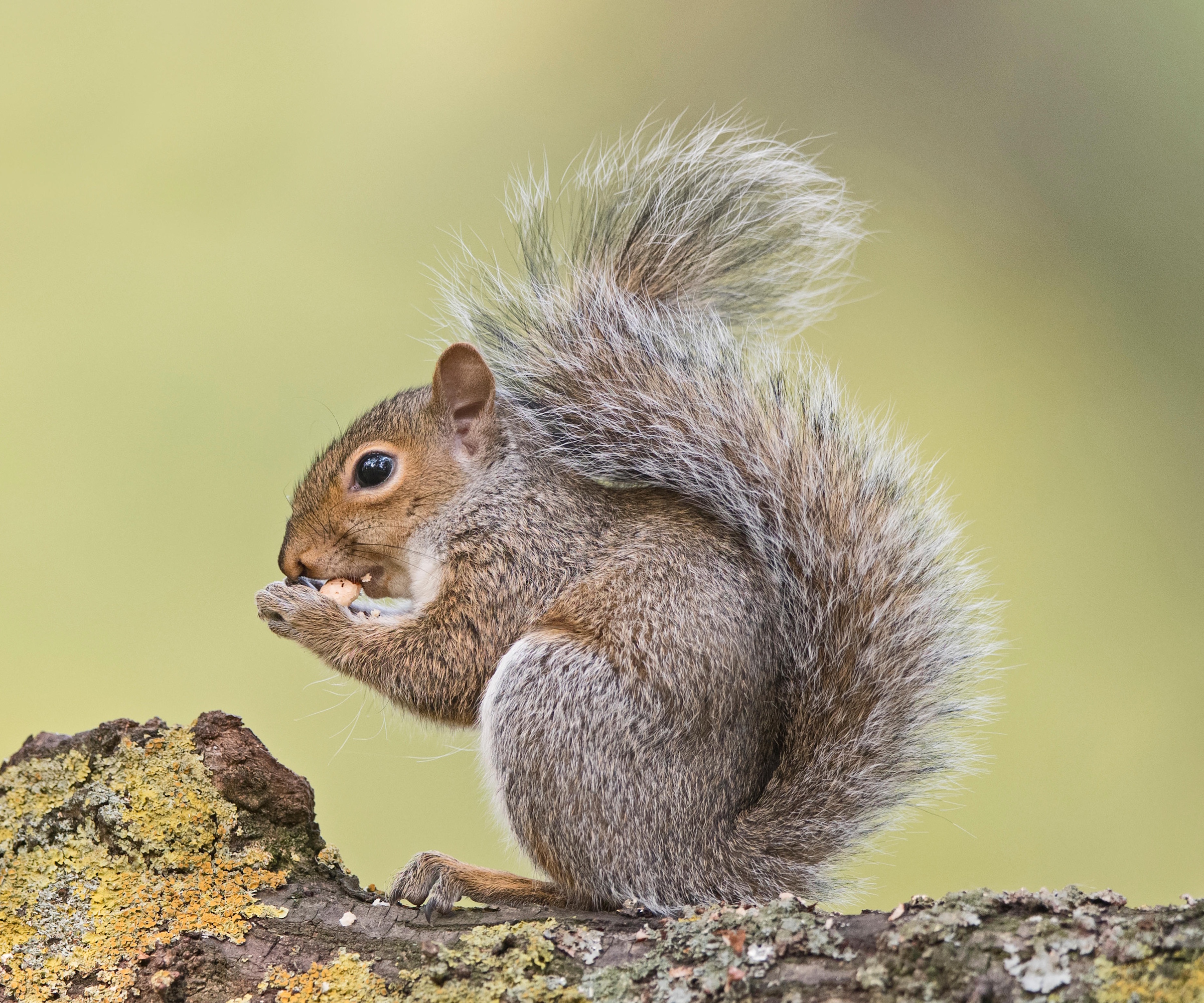 Eastern gray squirrel