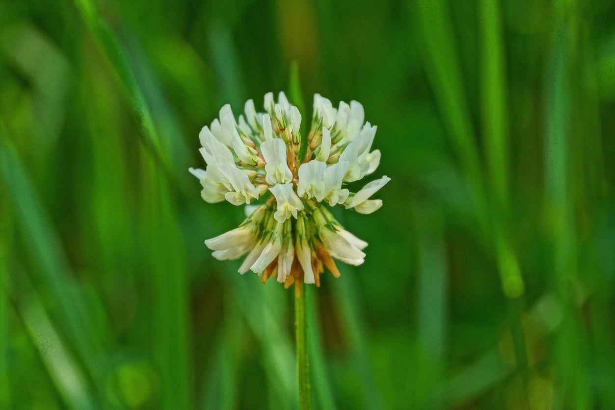 White Lawn Weed