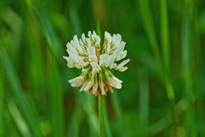 White Lawn Weed