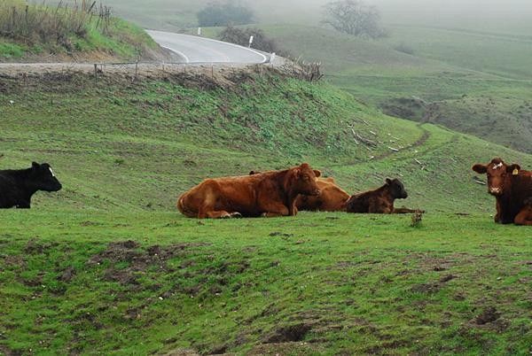 Sleepy cows aren't interested