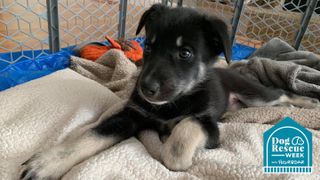 Alaska Dog and puppy rescue