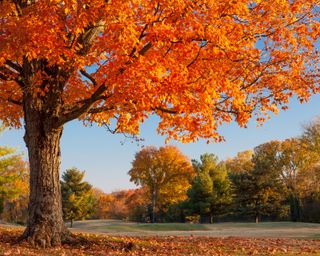 Autumn colors in Brentwood, Tennessee, USA