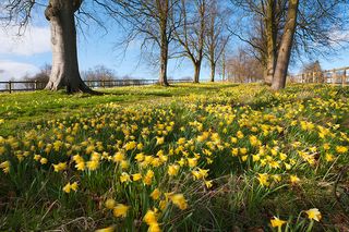 An avenue of daffodils, near Hungerford, Berkshire