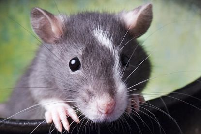 Study: Infant rats can sense their mothers' fear using smell