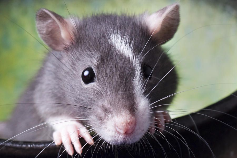 Study: Infant rats can sense their mothers&amp;#039; fear using smell