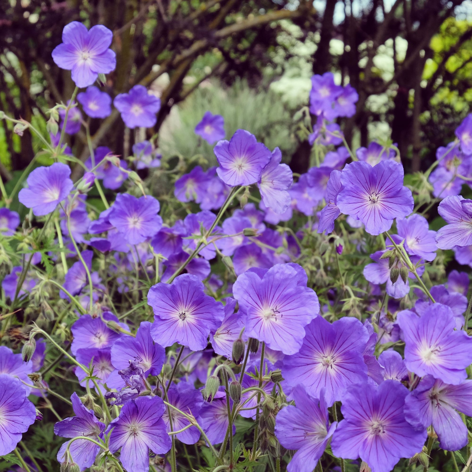 Flower bed with purple geraniums