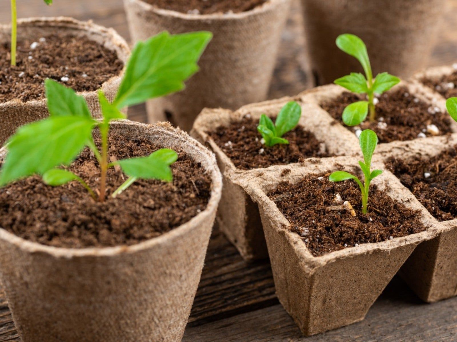 Types Of Plantable Pots - Learn About Using Alternative Containers In The  Garden | Gardening Know How