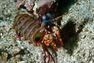 Peacock mantis shrimp on the seafloor.