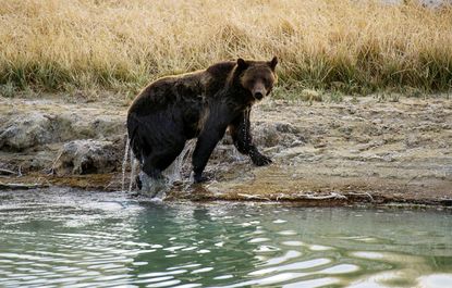 A grizzly bear in the Yellowstone National Park
