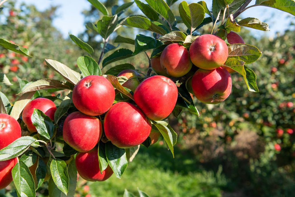 Best fruit trees 10 to grow in your backyard Homes & Gardens