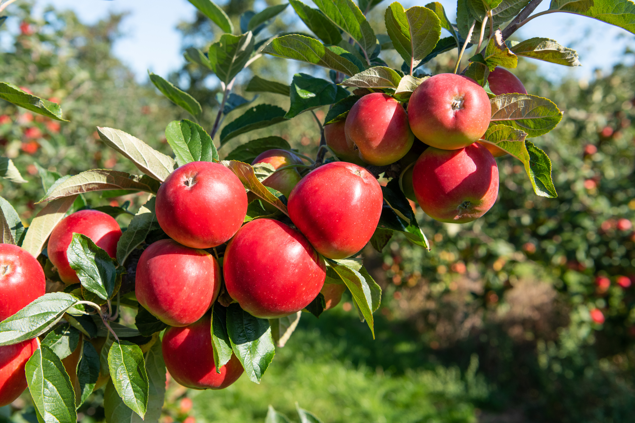 Growing apples in the home garden