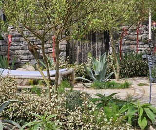 A Mediterranean style garden with trees and succulent planting
