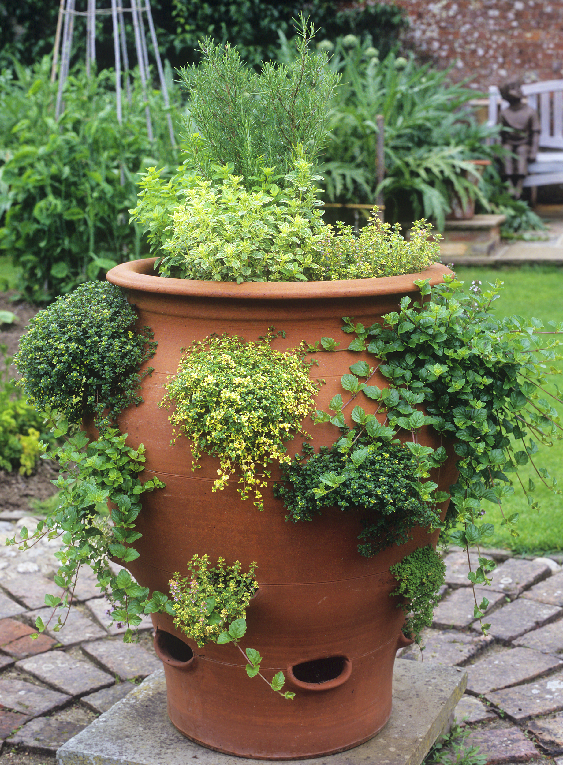 herbs in a herb pot