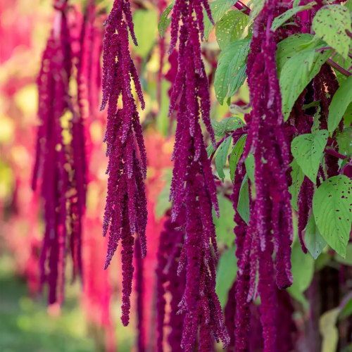 Amaranthus, Love Lies Bleeding