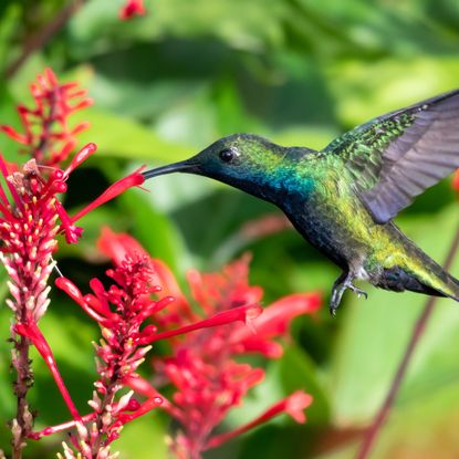 mango hummingbird with red tubular flowers