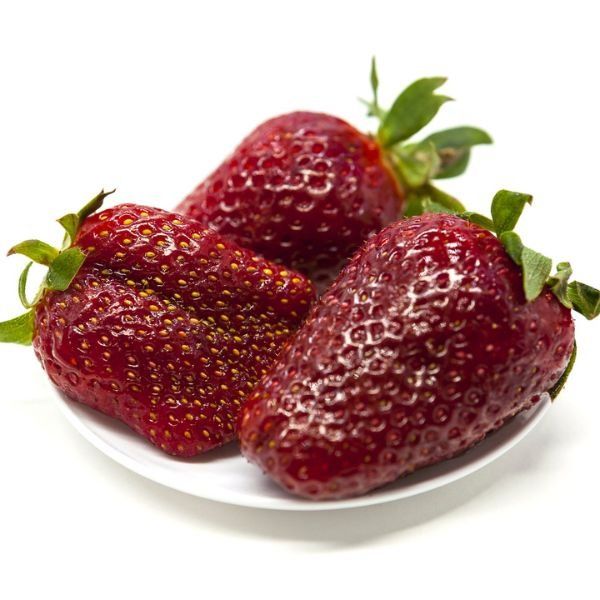 Ozark Beauty Everbearing Strawberry Plant