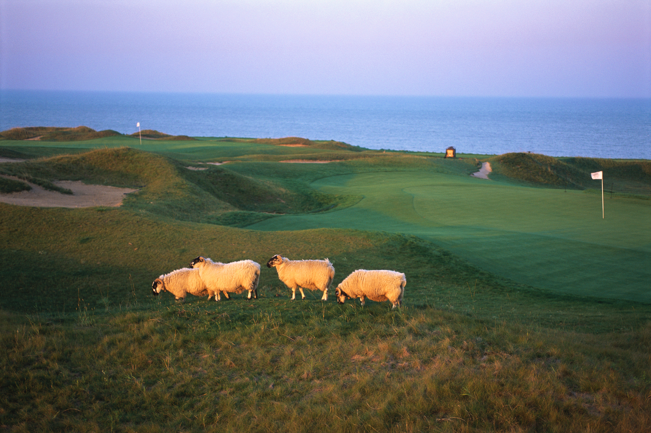 Blackface Highland sheep graze along putting greens at Whistling Straits on Lake Michigan.