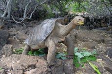 lonesome george, tortoises, pinta island tortoise subspecies, endangered species