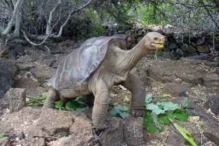 lonesome george, tortoises, pinta island tortoise subspecies, endangered species