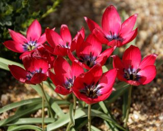 red flowers of species tulip Tulipa humilis