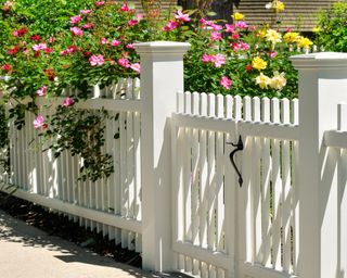 White gate, fence and climbing roses. Home entrance, curb appeal