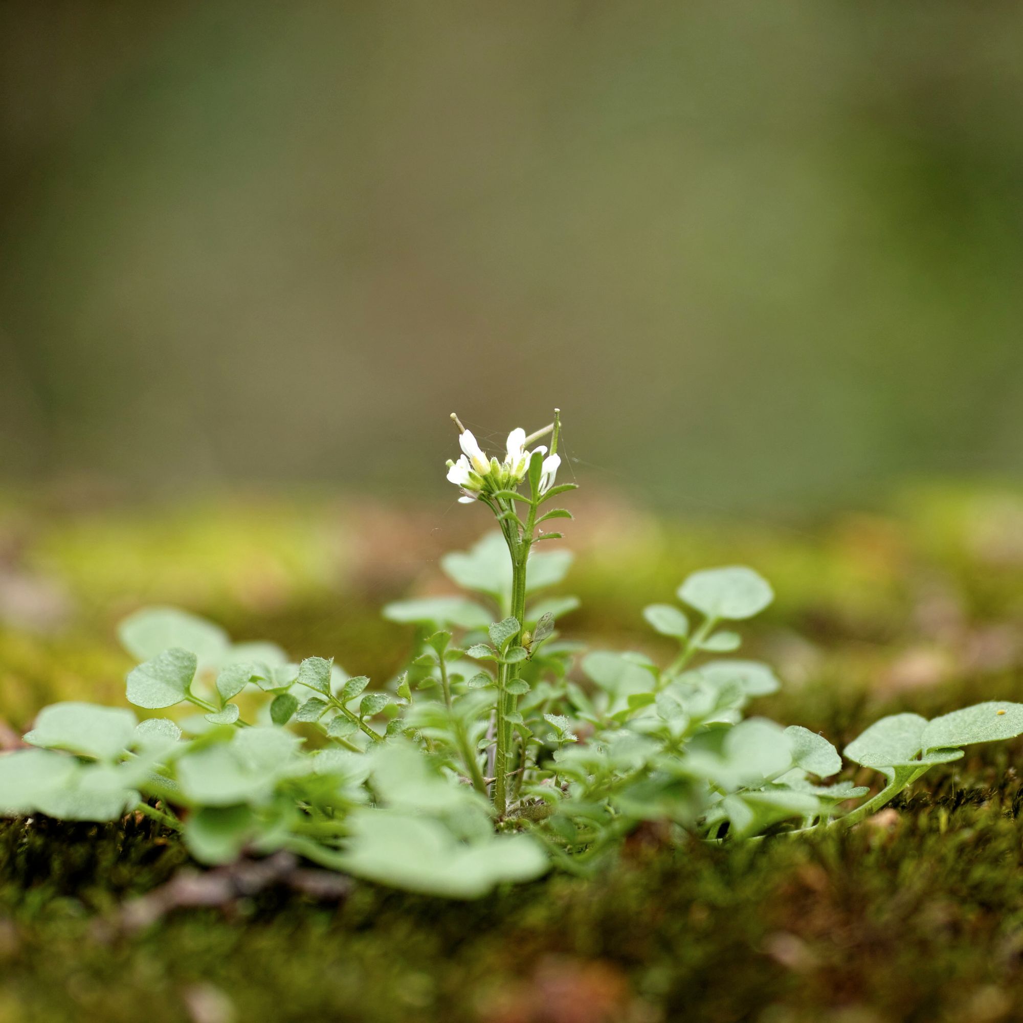 Hairy bittercress growing in a mossy garden