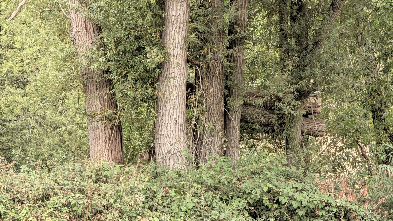 Google Pixel 11 Pro review sample image &ndash;&nbsp;10x zoom